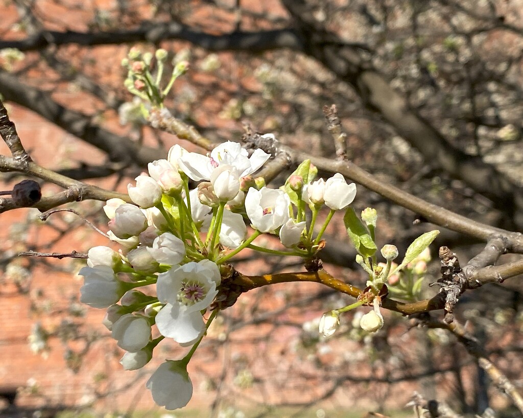 Trees are starting to bloom by tunia