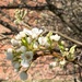 Trees are starting to bloom