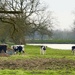 Grazing Cows