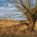 Old willow