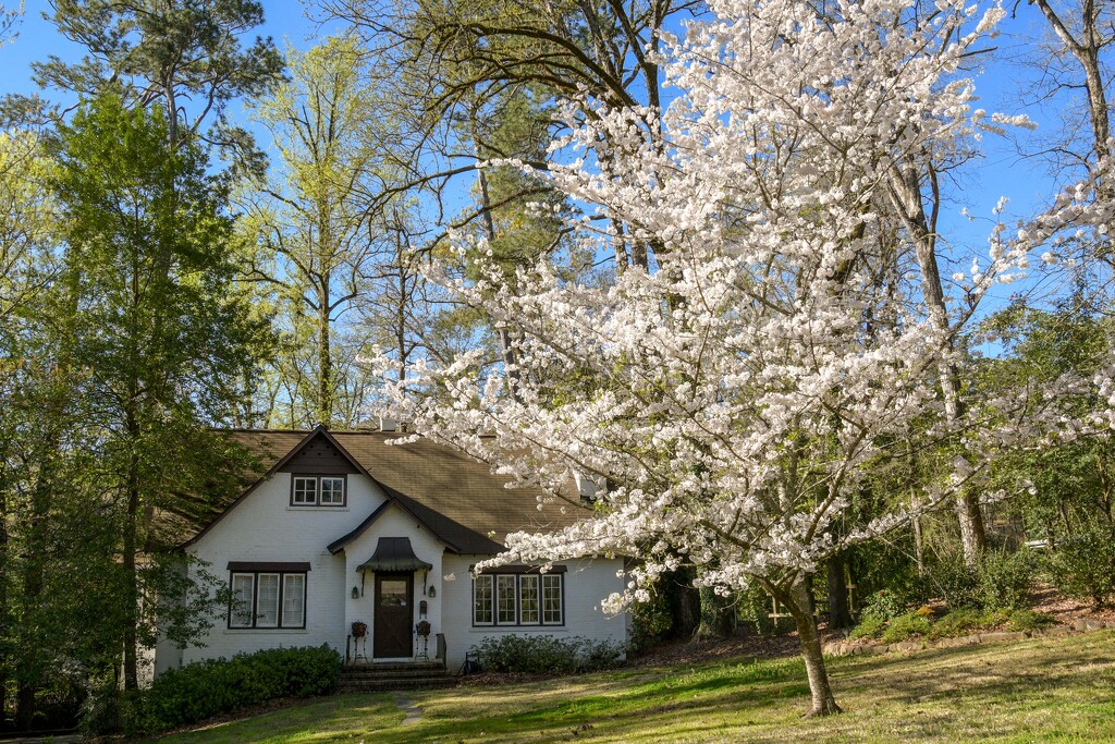 Cherry blossoms by danette