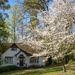 Cherry blossoms