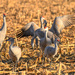Sandhill Cranes
