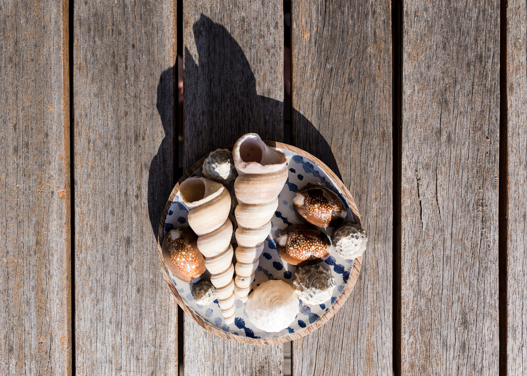 Still Life by the Beach in Afternoon Light by kellyanngray