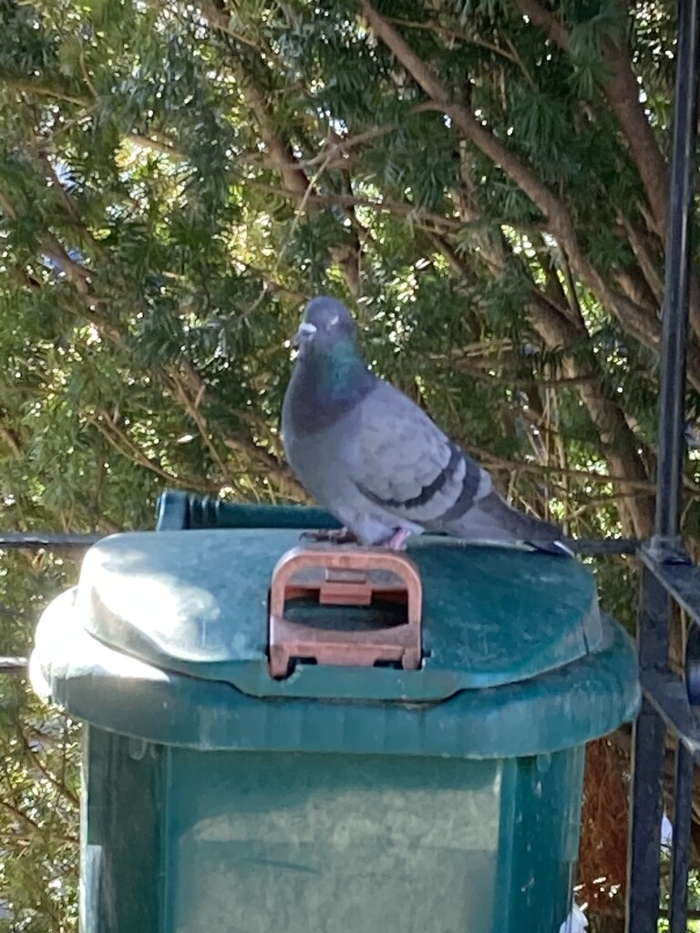 Patient Pigeon by spanishliz