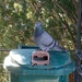 Patient Pigeon