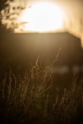 22nd Mar 2025 - Sunset