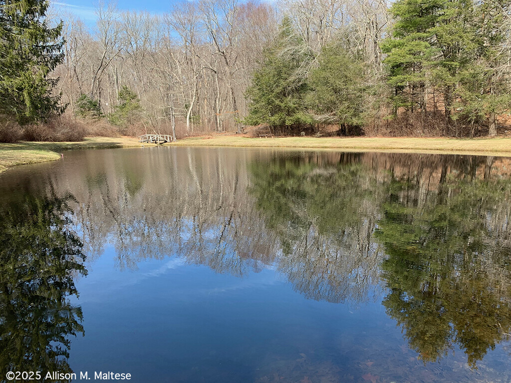 Spring Reflections by falcon11