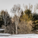 Winter Reflections