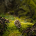 Pine Cone