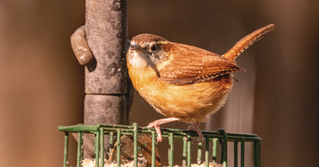 Carolina Wren! by rickster549