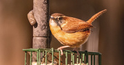22nd Mar 2025 - Carolina Wren!
