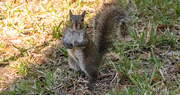 22nd Mar 2025 - Put Your Dukes Up Human!