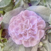Camellia