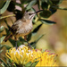They love Pincushions by ludwigsdiana