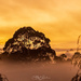 Misty Sunrise