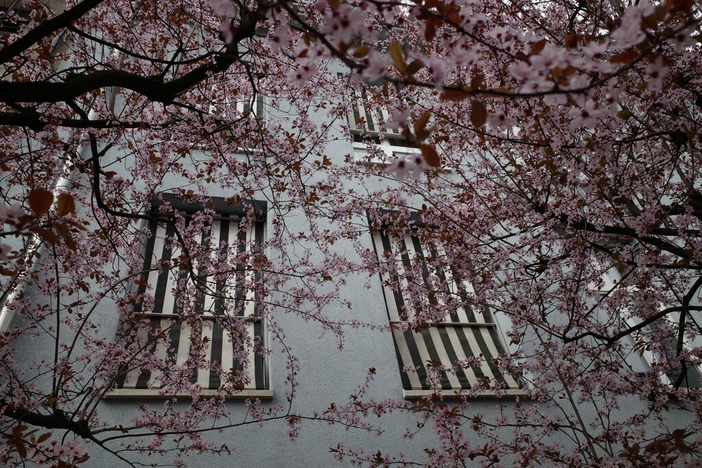 A sense of spring  by vincent24