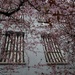 A sense of spring 