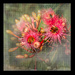Gum blossom at the Botanic Gardens