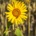  All things bright and beautiful, all creatures great and small ... by ludwigsdiana