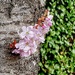 Nature always has a way  by rensala