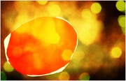 23rd Mar 2025 - Curious yellow and orange