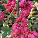 Rainbow Pink