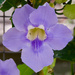 Violet PB174669