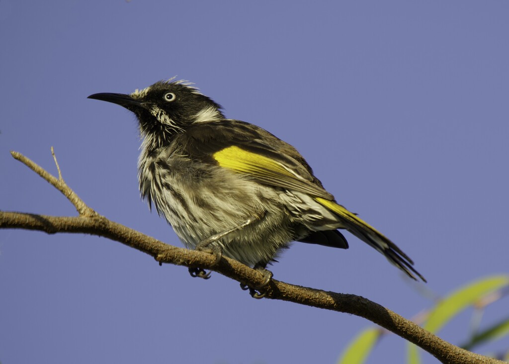New Holland Honeyeater P3232644 by merrelyn