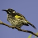 New Holland Honeyeater P3232644