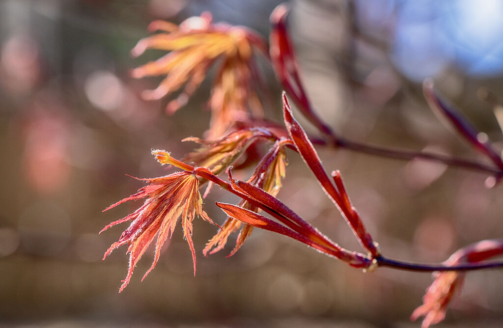 Momiji by kvphoto