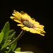 Osteospermum ~~~~~