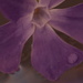 Periwinkle~~~~~~