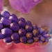 Muscari~~~~~