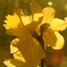 Daffodils~~~~~
