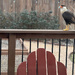 Caracara 