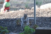 22nd Mar 2025 - Squirrel friend looking in my window