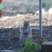 Squirrel friend looking in my window