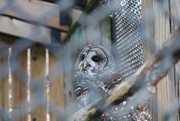 23rd Mar 2025 - Owl through a fence