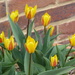 And Now We Have Tulips