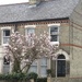 Magnificent magnolia