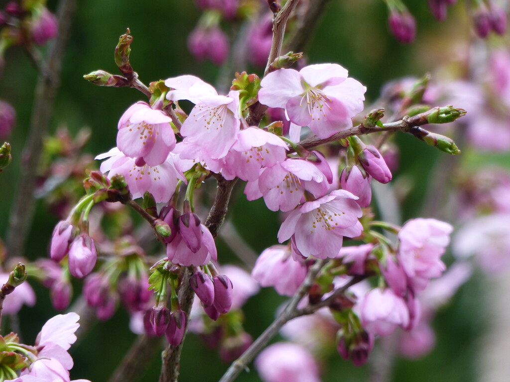 Ornamental Cherry by susiemc