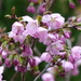 Ornamental Cherry