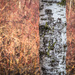 Birch