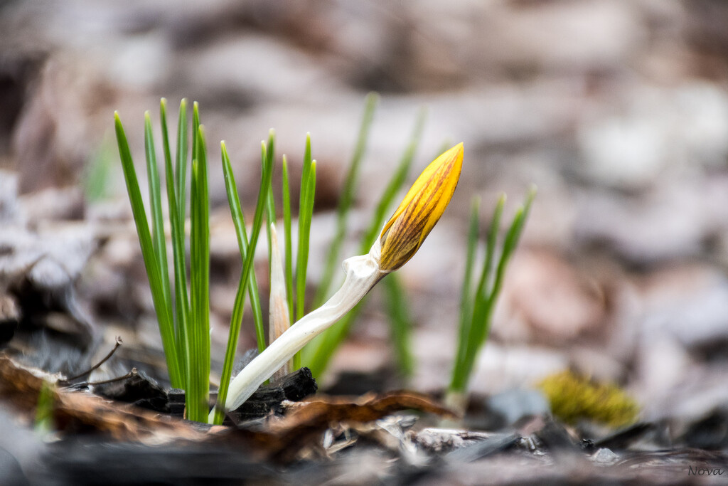 Crocus by novab