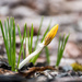 Crocus