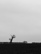 23rd Mar 2025 - Lone tree