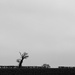 Lone tree