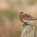 Skylark