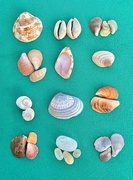 22nd Mar 2025 - Collection. 
